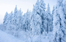 Wandering Owl - Finland8