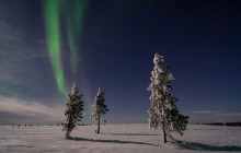 Wandering Owl - Finland11