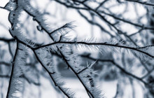 Wandering Owl - Finland10