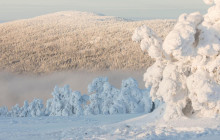 Wandering Owl - Finland18