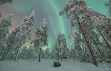 Wandering Owl - Finland9