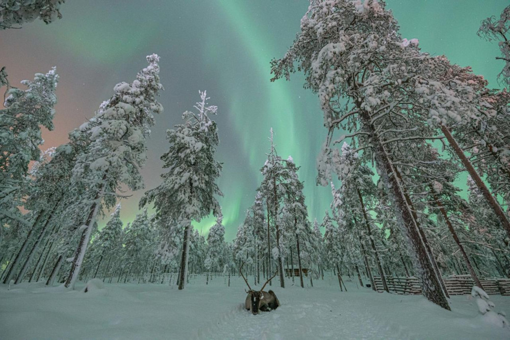 Wandering Owl - Finland