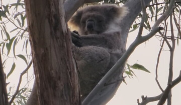 A picture of Kangaroo Island 2-day Premium Small Group Tour From Adelaide