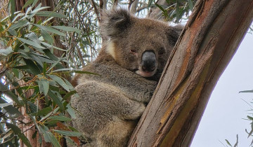 A picture of Kangaroo Island 3-day Premium Small Group Wildlife Tour From Adelaide