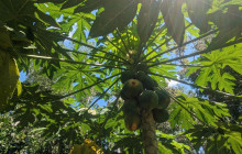 Darwin Gourmet Tours4