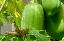Darwin Gourmet Tours5