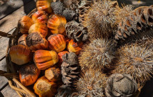 Darwin Gourmet Tours17
