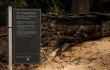 Radelaide Tours13