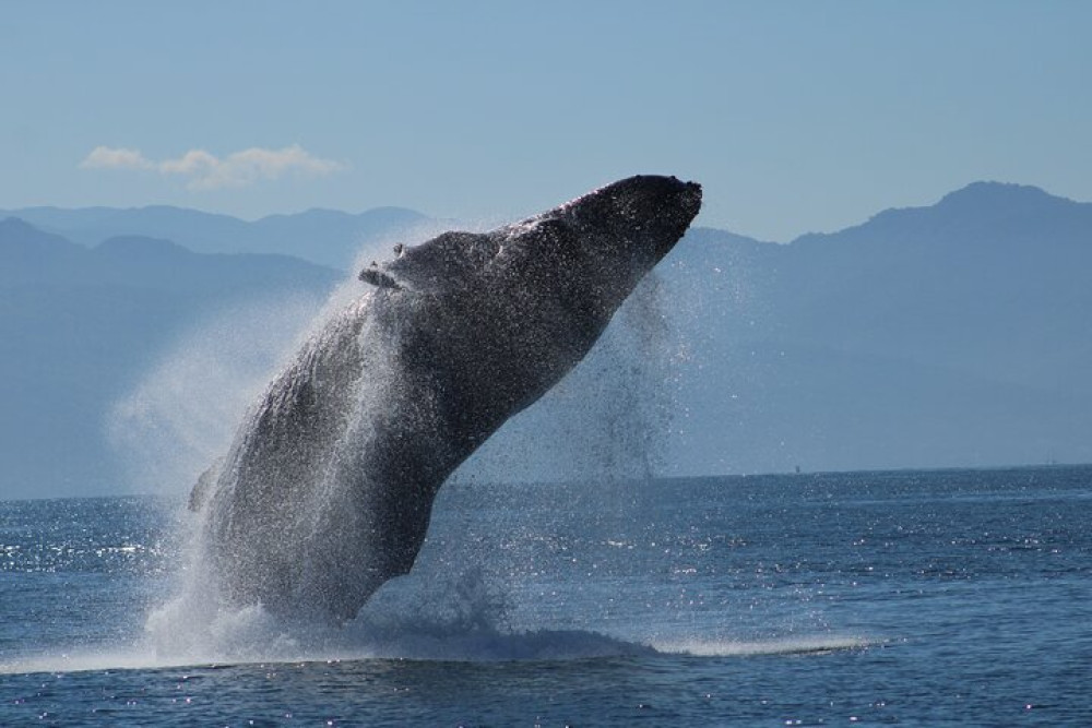 All-Inclusive Sunset & Whale Watching Mega Yacht Tour