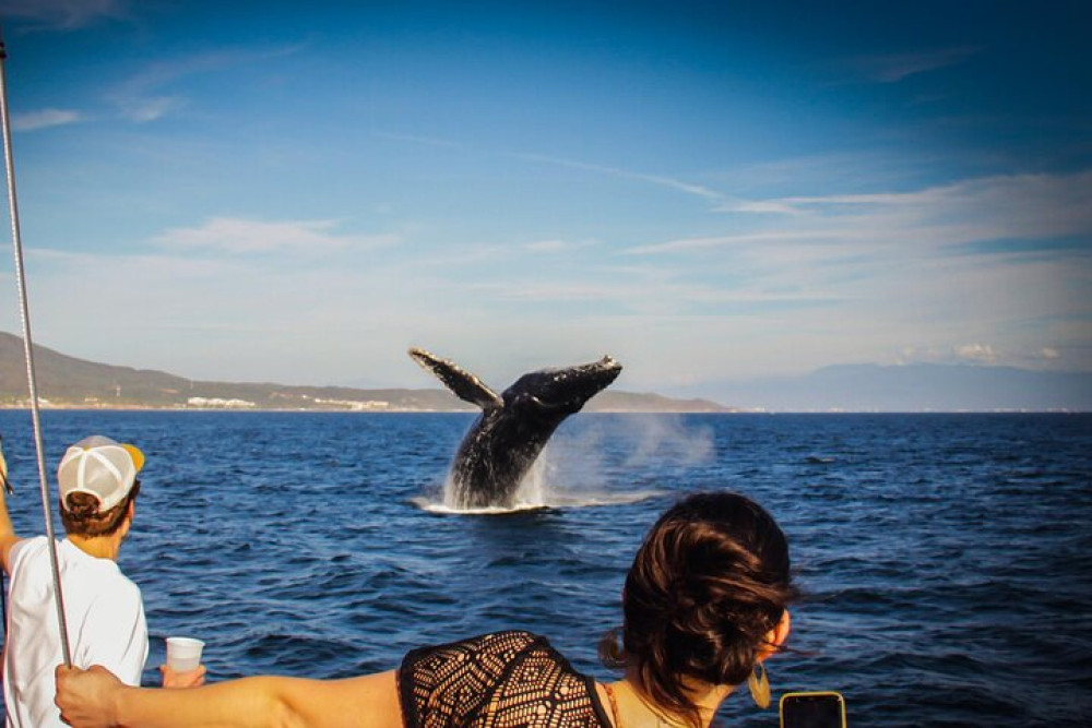 All-Inclusive Banderas Bay Whale Watching Luxury Cruise