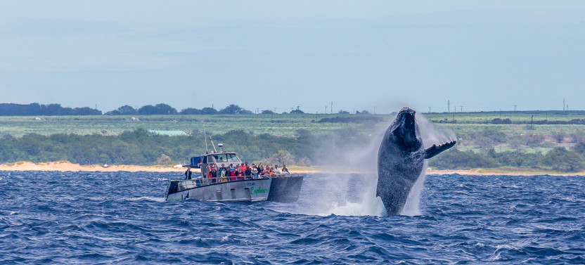 Small Group Whalewatch Ma'alaea