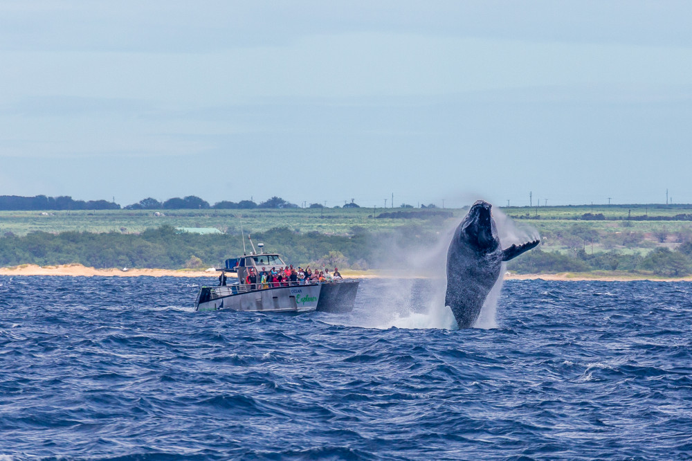 Small Group Whalewatch Ma'alaea