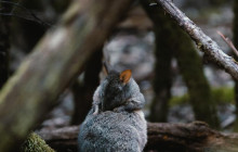 Tassie Tours Tasmania5