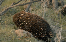 Tassie Tours Tasmania7