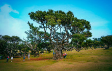 Safari Madeira9