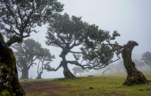 Safari Madeira2