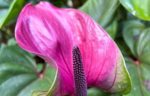 Beautiful Barbados Tours and Excursions Ltd18