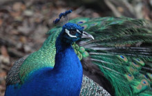 Beautiful Barbados Tours and Excursions Ltd19
