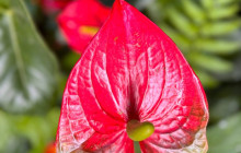 Beautiful Barbados Tours and Excursions Ltd33