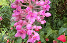 Beautiful Barbados Tours and Excursions Ltd38