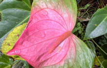 Beautiful Barbados Tours and Excursions Ltd39