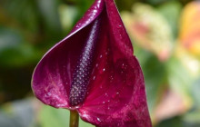 Beautiful Barbados Tours and Excursions Ltd44