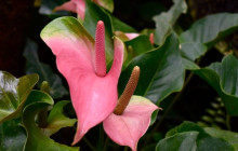 Beautiful Barbados Tours and Excursions Ltd46