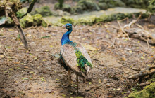 Beautiful Barbados Tours and Excursions Ltd50