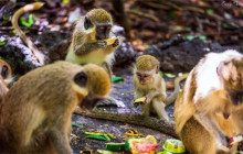 Beautiful Barbados Tours and Excursions Ltd52