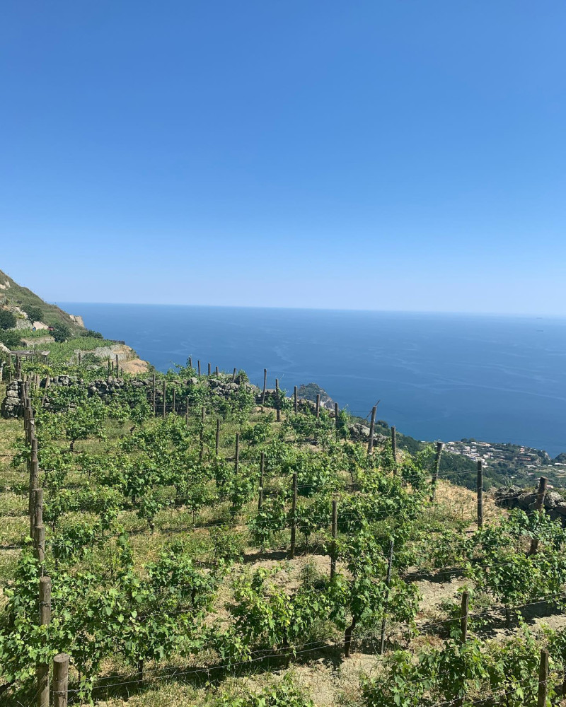Ischia Wine Tasting Experience, Vineyards Tour And Hotel Pickup