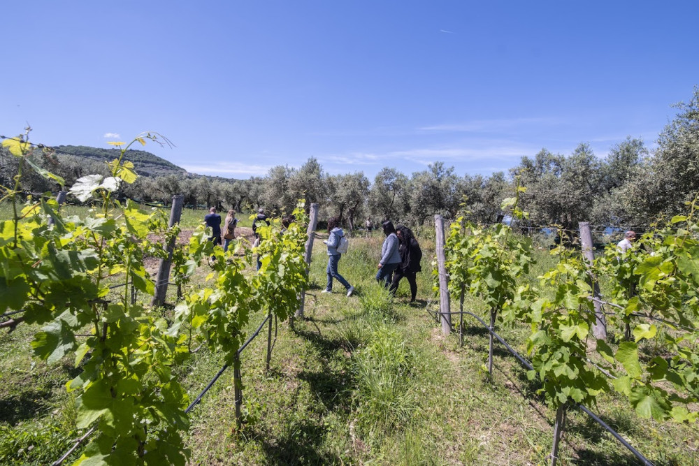 Sorrento Wine Tasting Experience And Cellar Tour