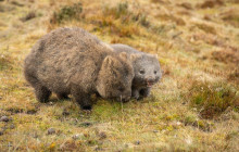 Tassie Tours Tasmania2