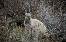 Tassie Tours Tasmania9