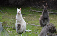 Tassie Tours Tasmania9