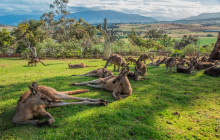 Tassie Tours Tasmania4