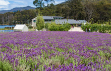 Tassie Tours Tasmania11