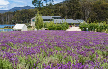 Tassie Tours Tasmania8