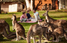 Tassie Tours Tasmania12