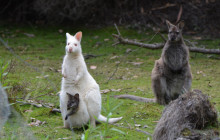 Tassie Tours Tasmania6