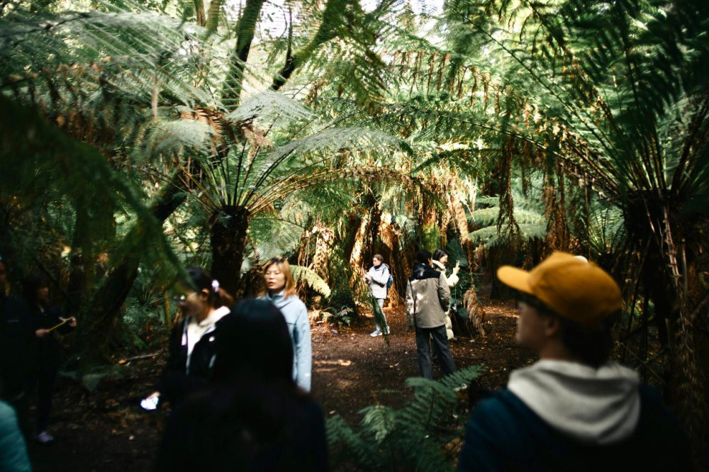 Tassie Tours Tasmania