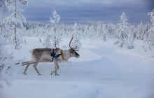 Arctic GM Experiences OY11