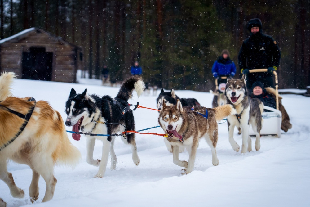 Rovaniemi: Husky Safari with Self-Drive Team, Small Group & BBQ
