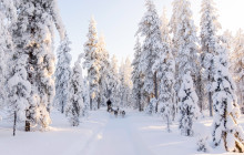 Arctic GM Experiences OY15