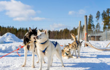 Arctic GM Experiences OY22
