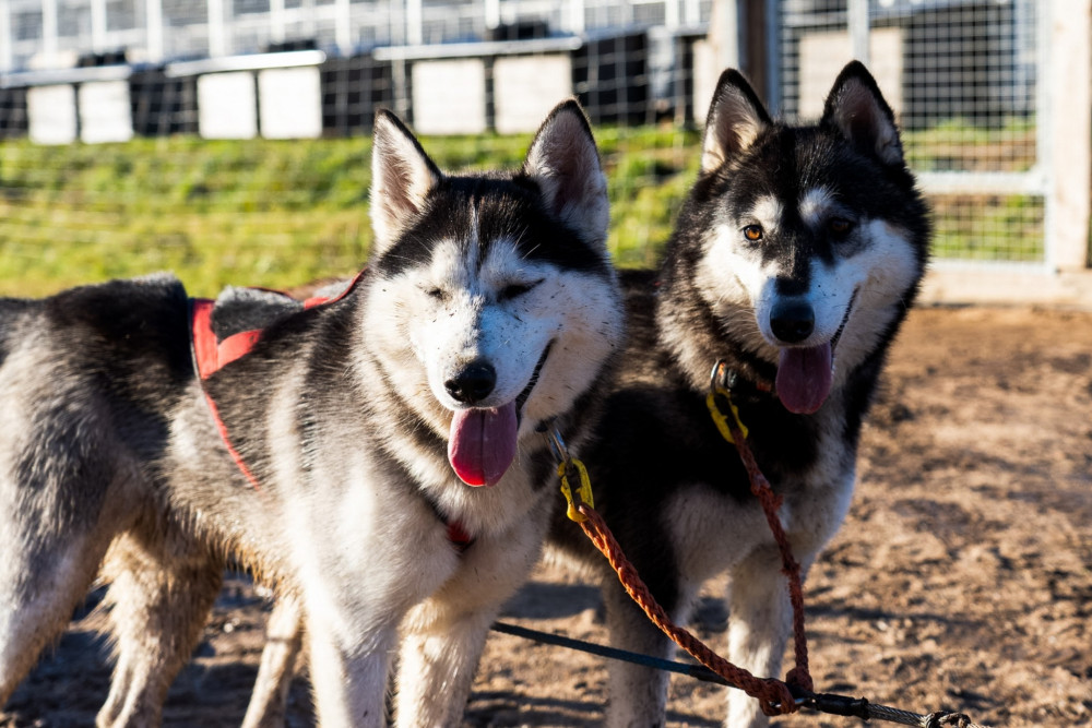 Rovaniemi: Autumn Husky Safari with Self-Drive Team, Small Group & BBQ