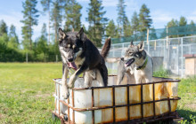Arctic GM Experiences OY19