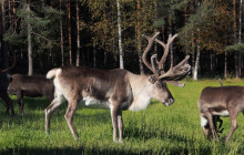 Arctic GM Experiences OY7
