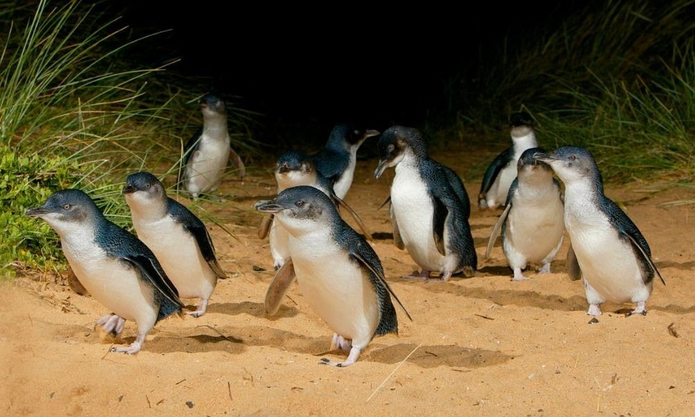 Melbourne Magic: City Discovery & Penguin Parade With Penguin Plus Upgrade
