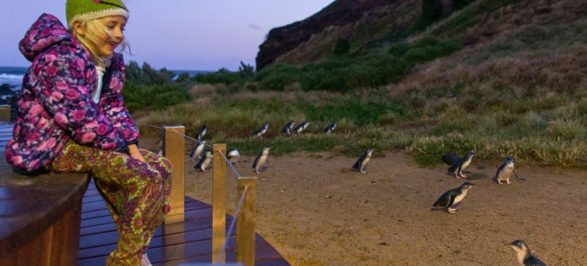 Phillip Island Penguin Parade Tour With Penguin Plus Upgrade