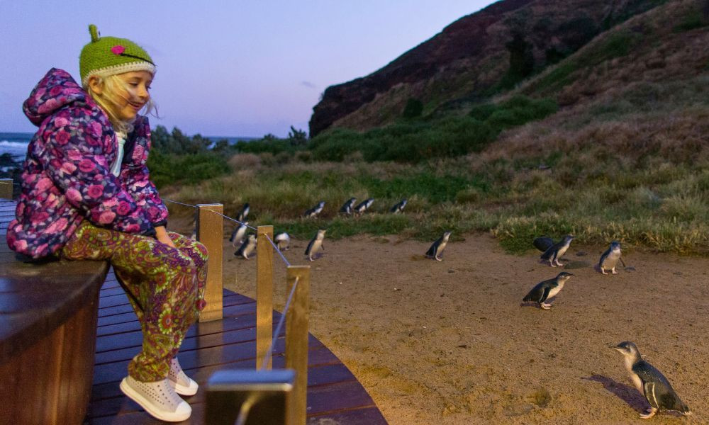 Phillip Island Penguin Parade Tour With Penguin Plus Upgrade